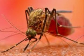 Virus Dengue : al via la disinfestazione in Via Appetito