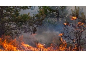 Aggiornamento elenco dei terreni da inserire nel Catasto Aree percorse dal fuoco