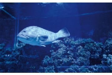 Nuovi orari all&#39;Acquario Mediterraneo